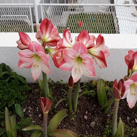 Apartment Angie 4 - Marjan Hill Apartamento