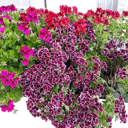 Apartment Angie 4 - Marjan Hill Lägenhet