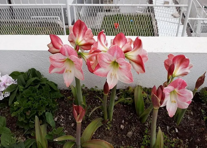 Angie 4 - Marjan Hill 아파트