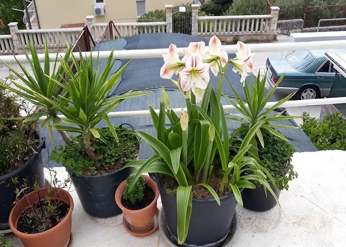 Angie 4 - Marjan Hill *